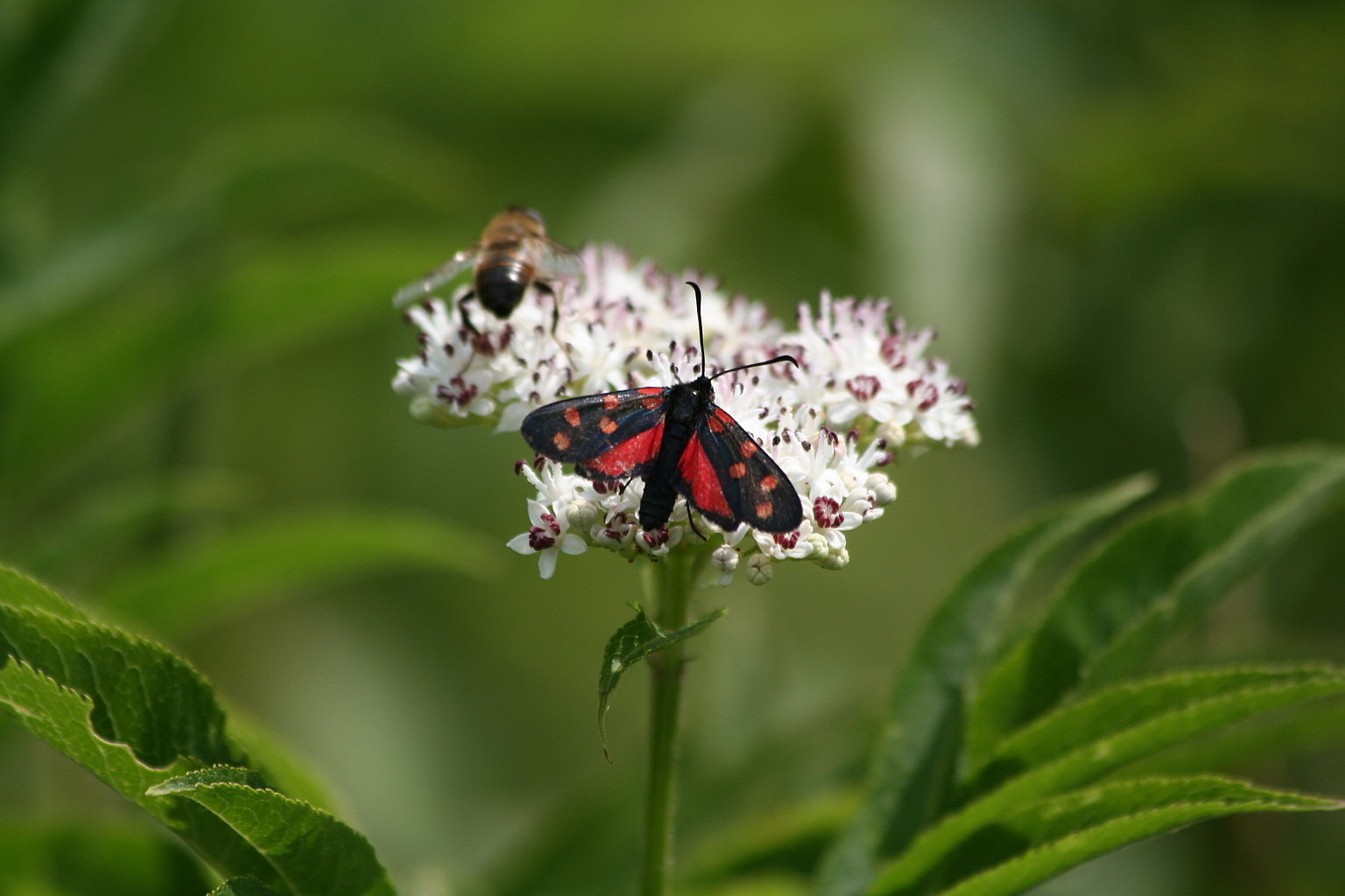 Zygaena transalpina?